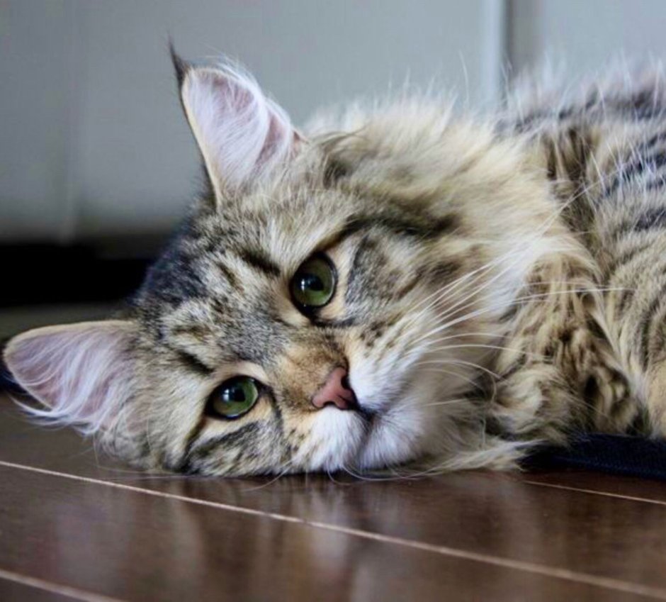 Спящая русско Сибирская кошка