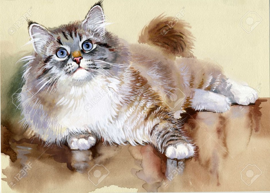 Акварельные Сибирский кот