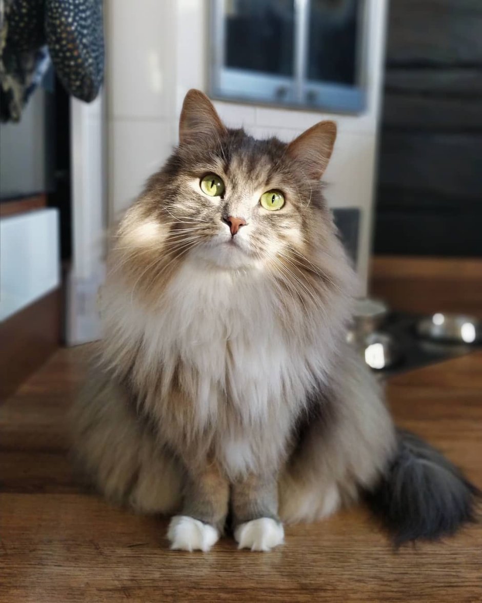 Сибирский абориген кот