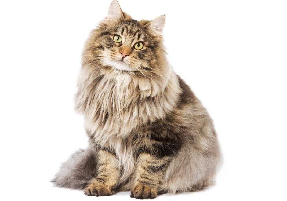Норвежская Лесная кошка серая