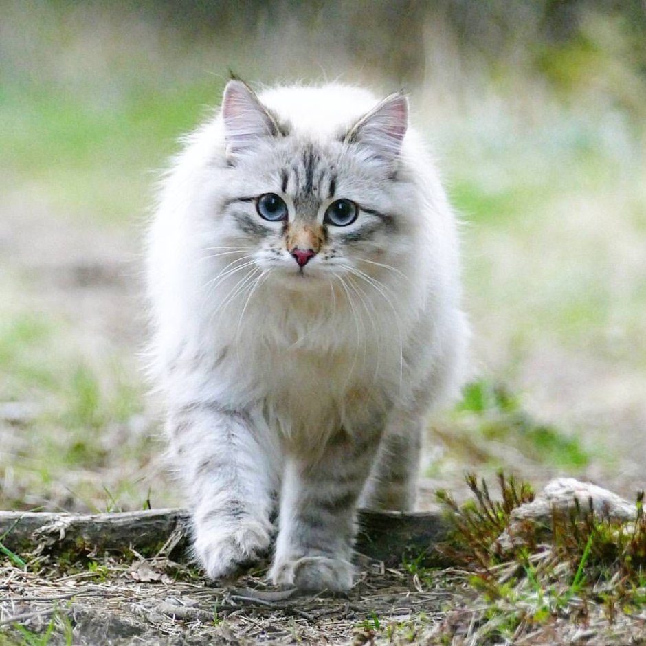 Сибирская Полевая кошка