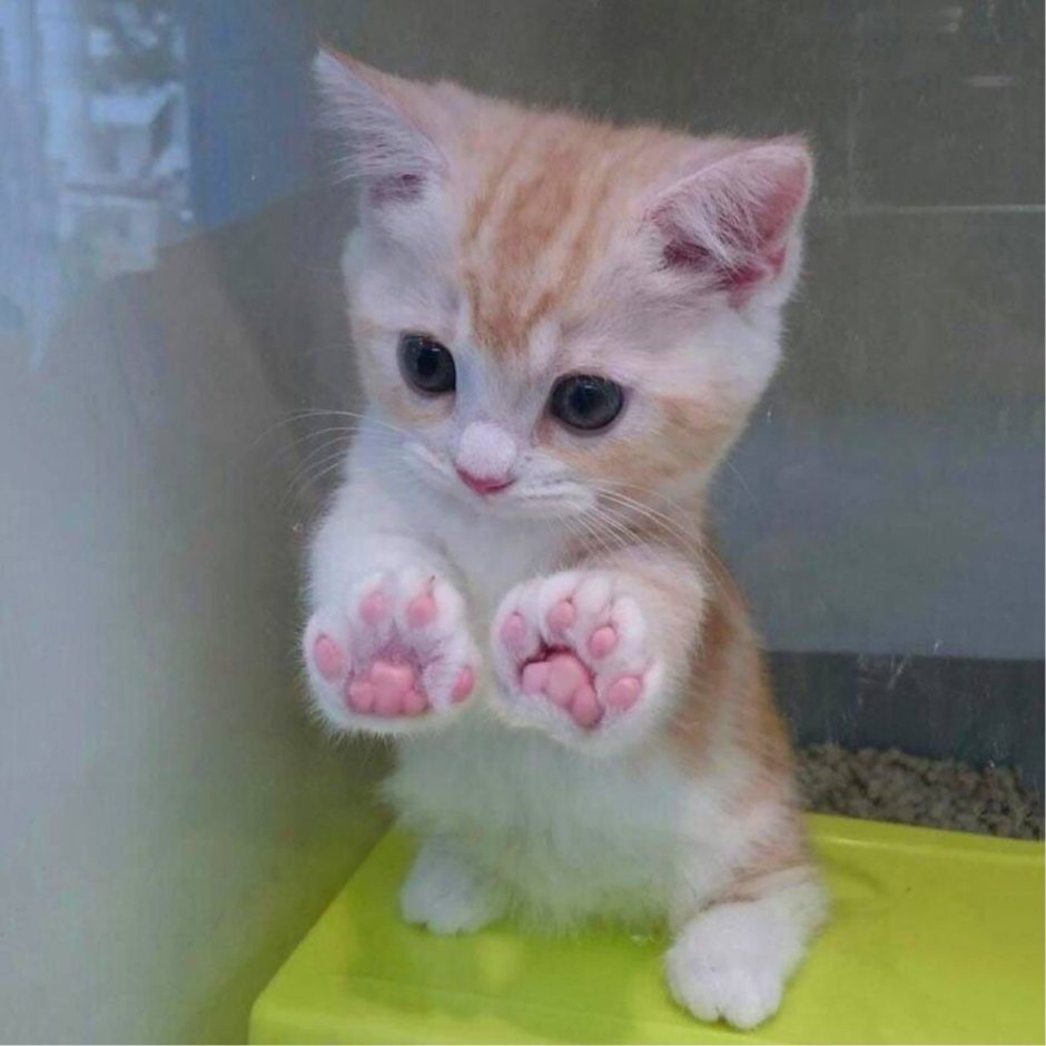 Котенок показывает лапки