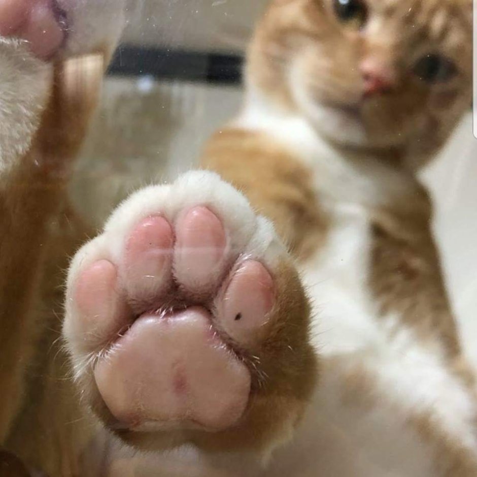 Кошка лапы к экрану
