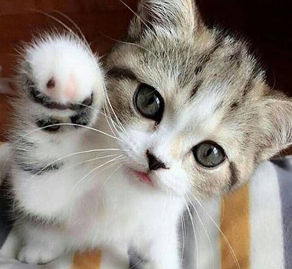 Лапка котика