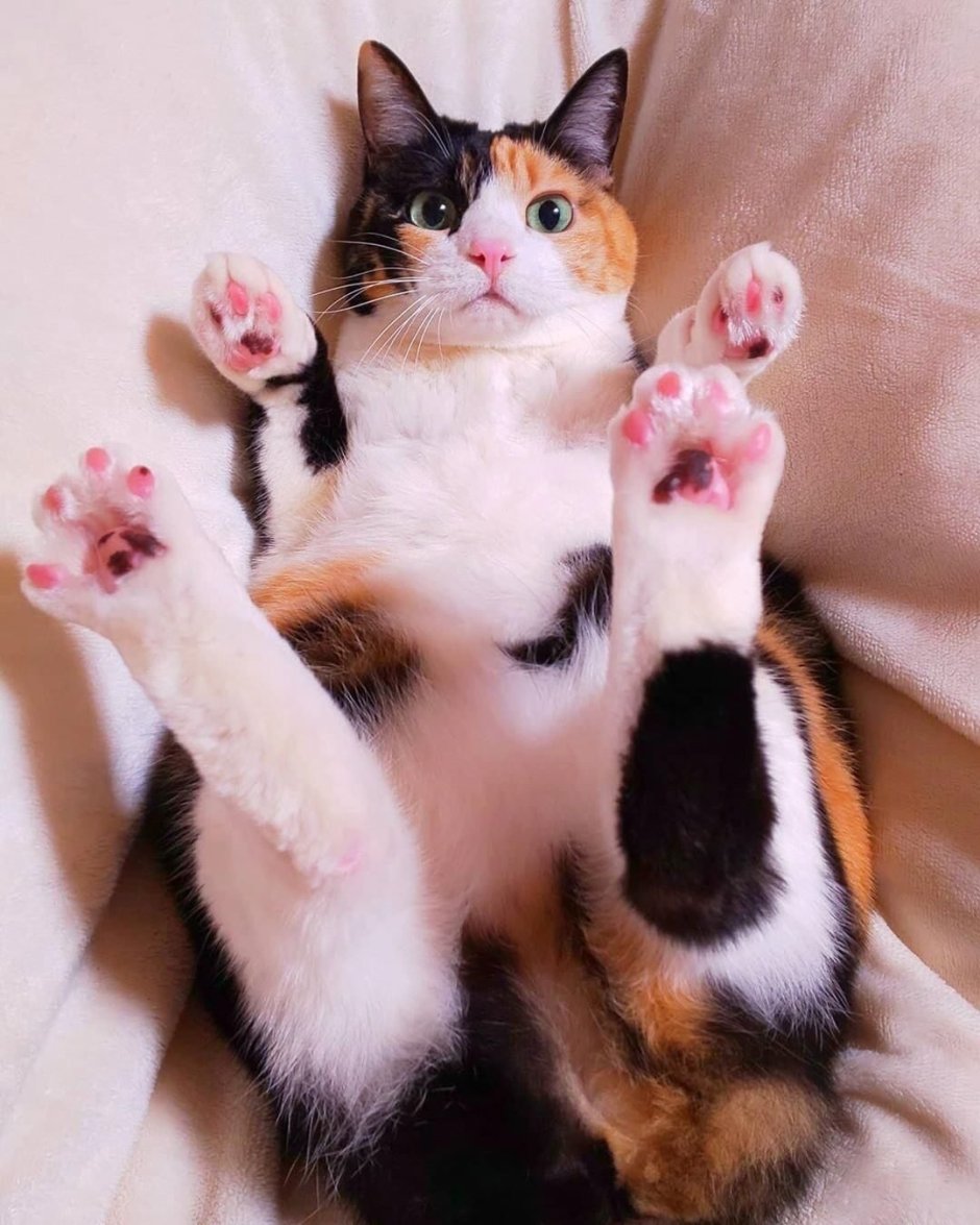 Котик умывается лапкой