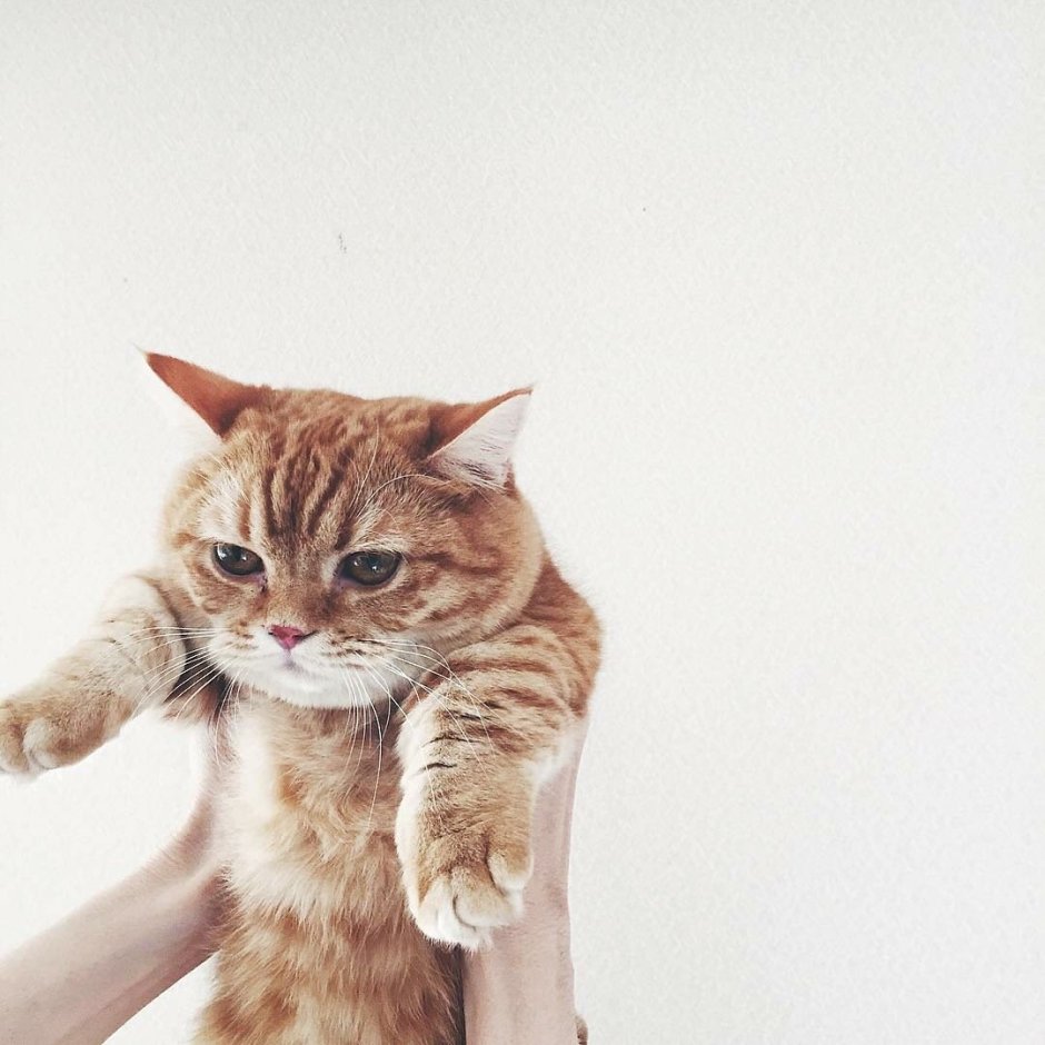 Котик машет рукой