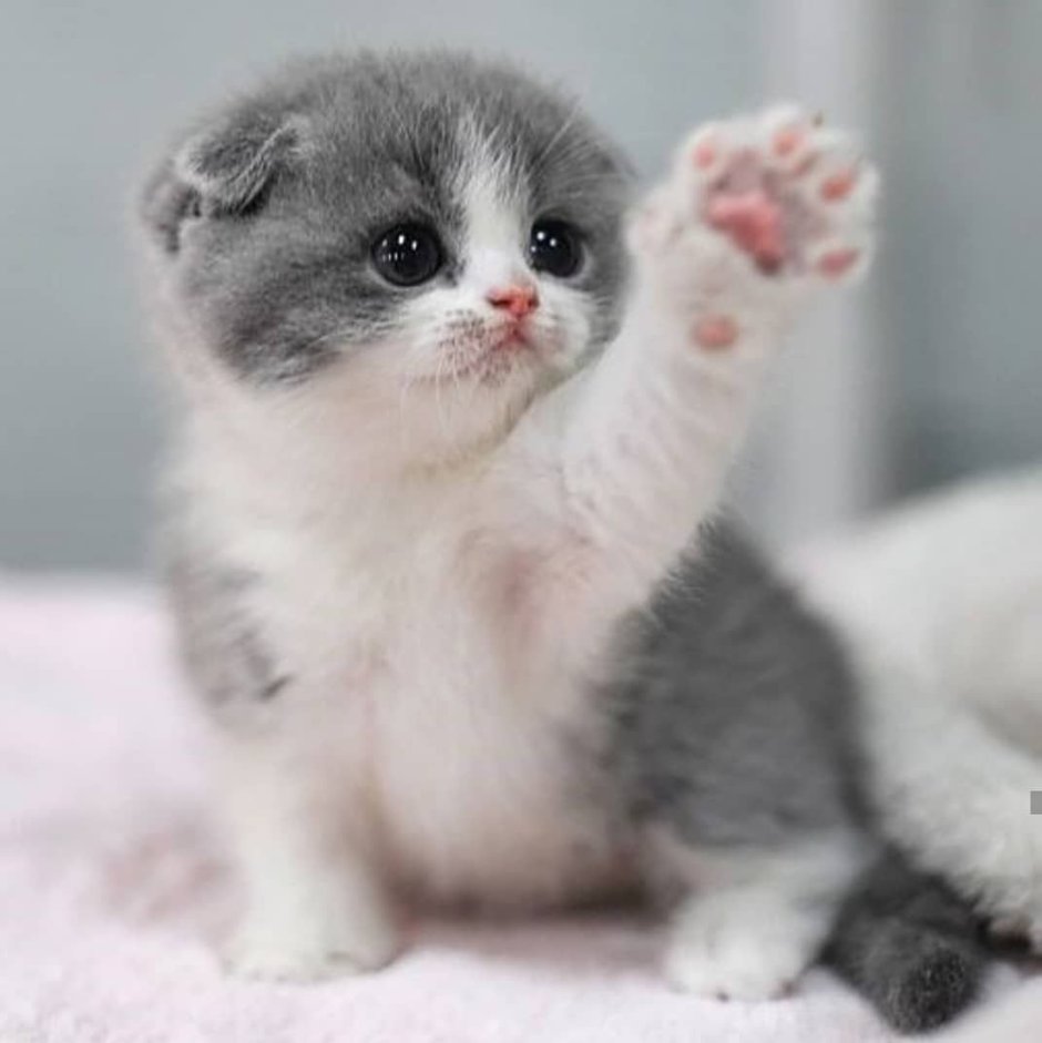 Маленькие миленькие котята