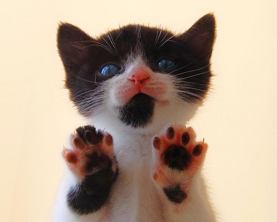 Лапка кота