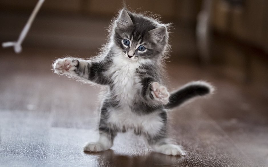 Милые котики
