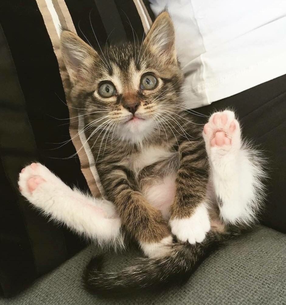 Кот с вытянутыми лапами