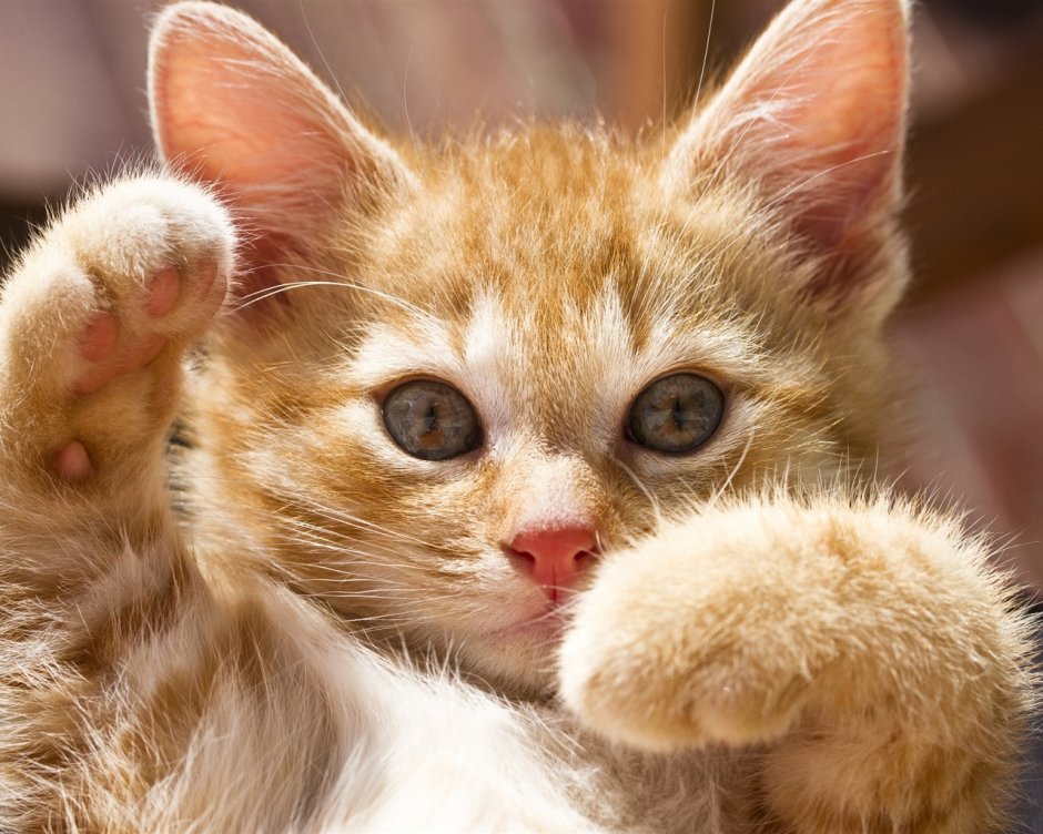 Кошка ловит
