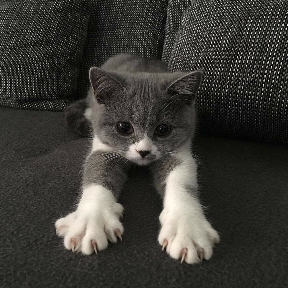 Милые котики