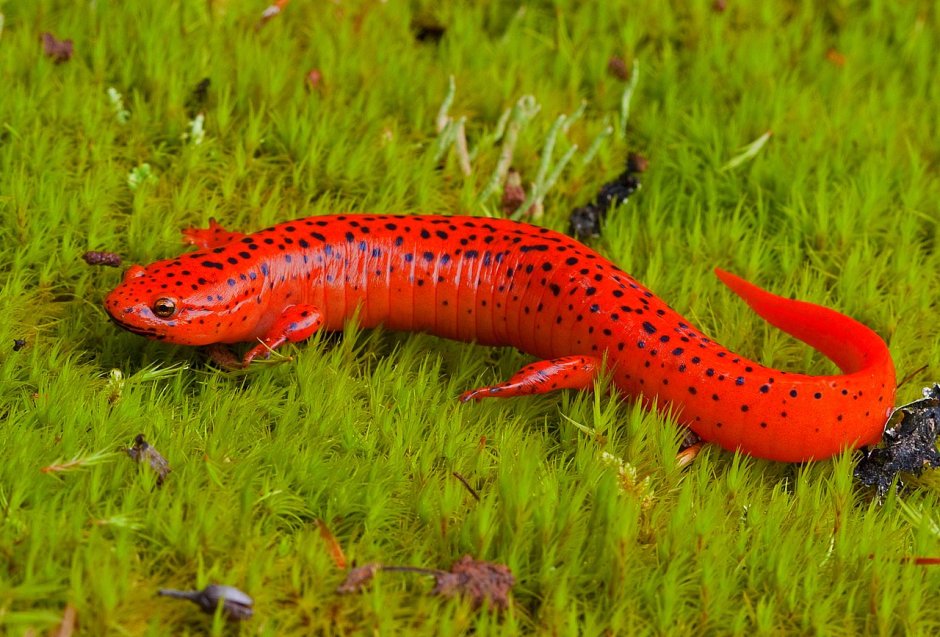 Краснопятнистый Тритон