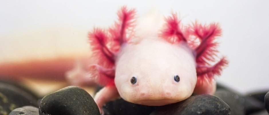 Аксолотль Геншин