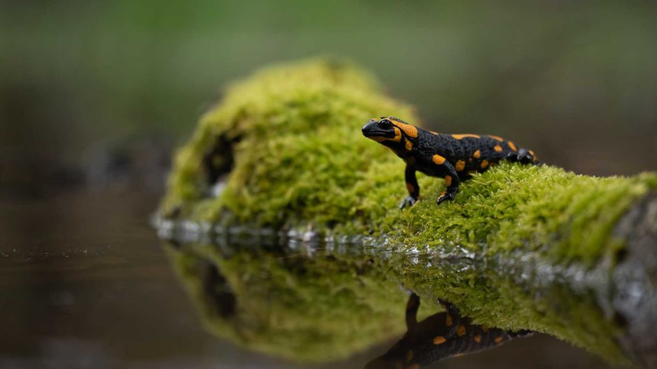 Саламандра — Огненная ящерица