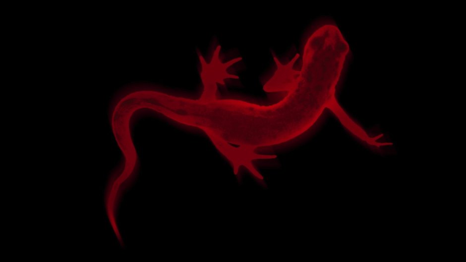 Огненная саламандра