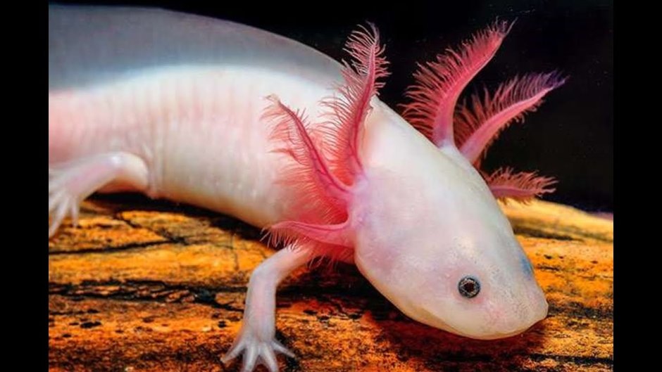 Мексиканская саламандра аксолотль