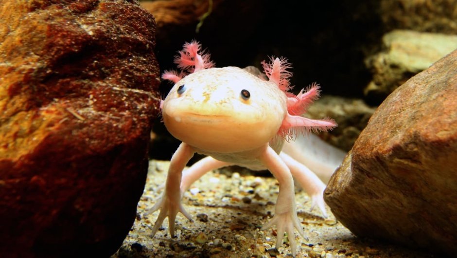 Тритон аквариумный аксолотль