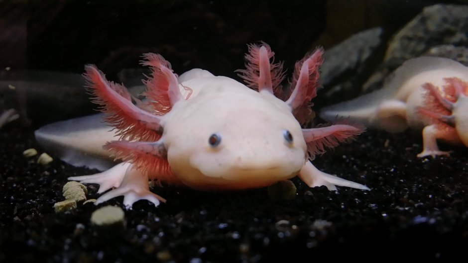 Пресмыкающиеся саламандра