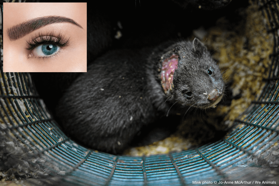 Mink need help