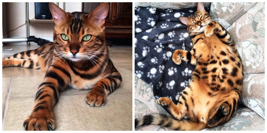 Бенгальский кот тор