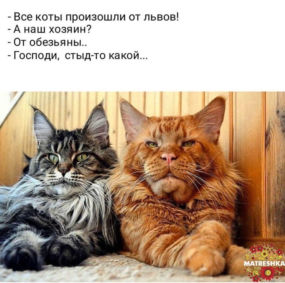 Васька а коты от кого произошли от Львов конечно