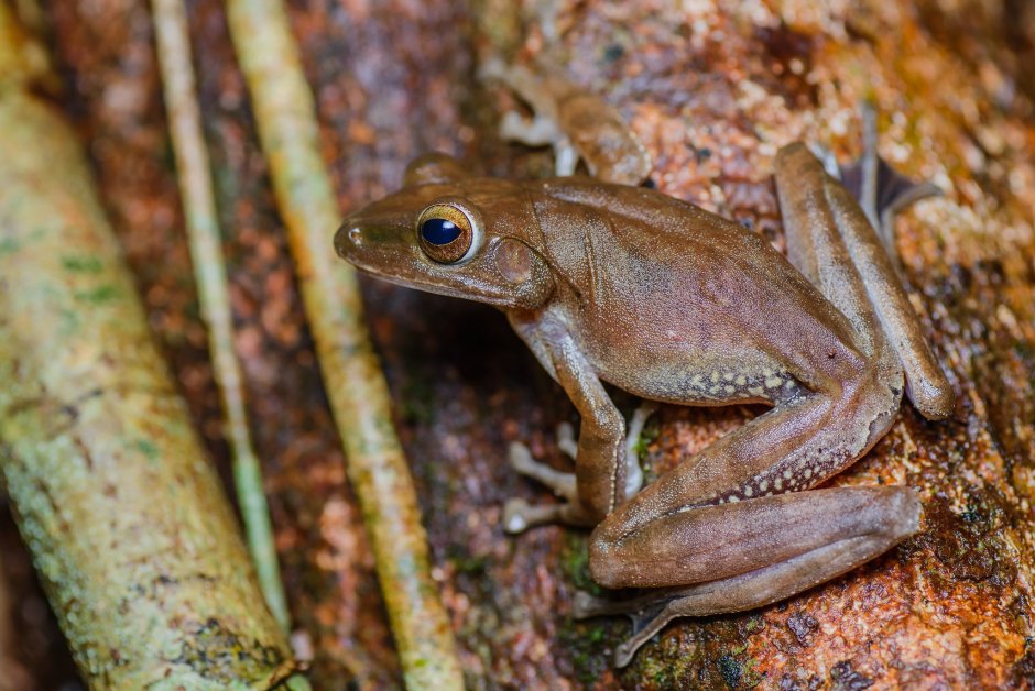 Polypedates megacephalus