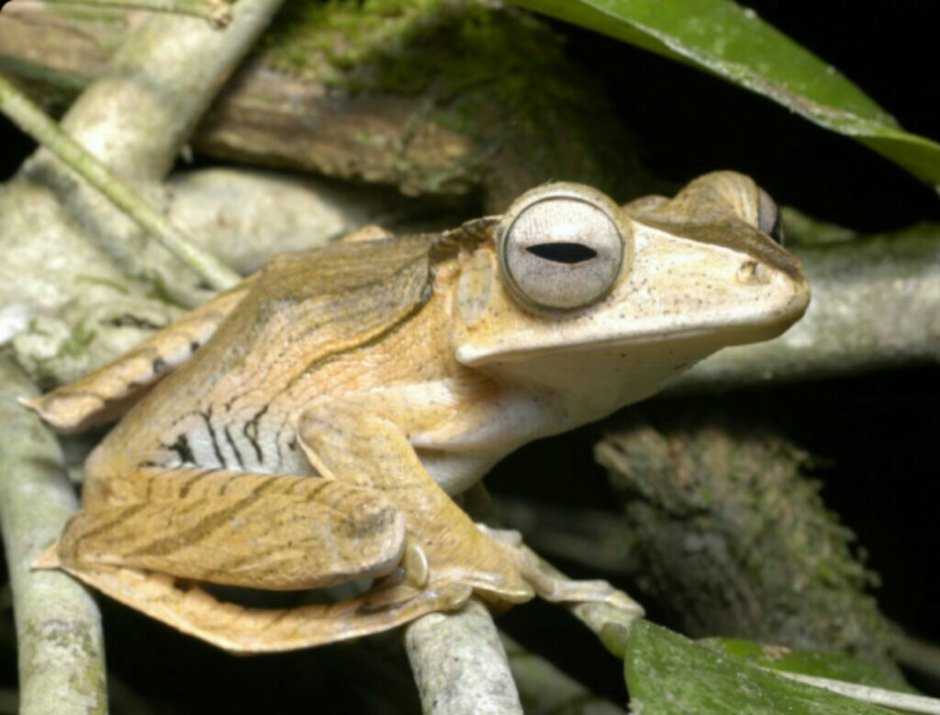 Polypedates otilophus