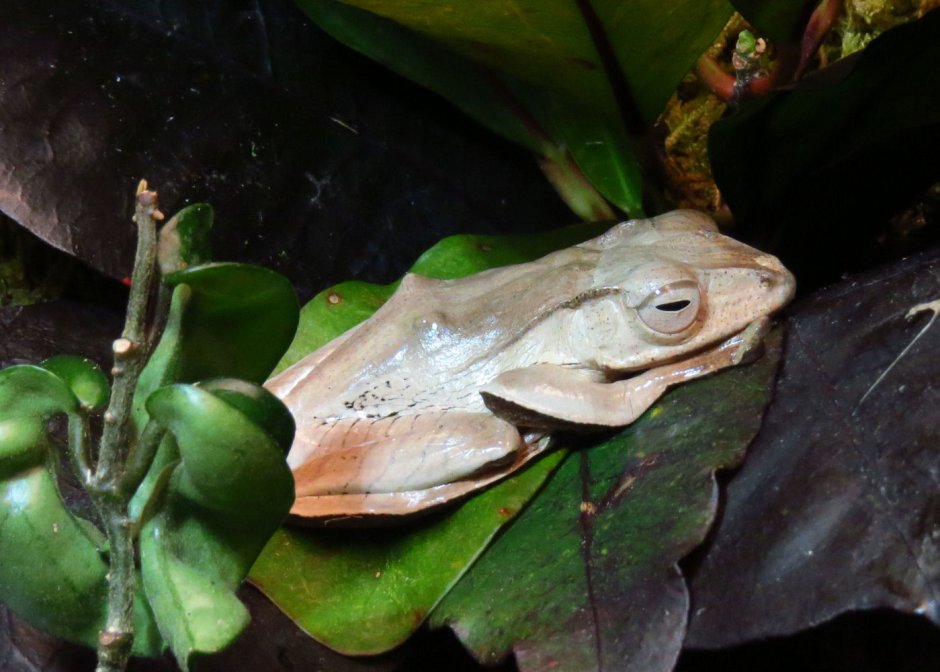 Polypedates otilophus