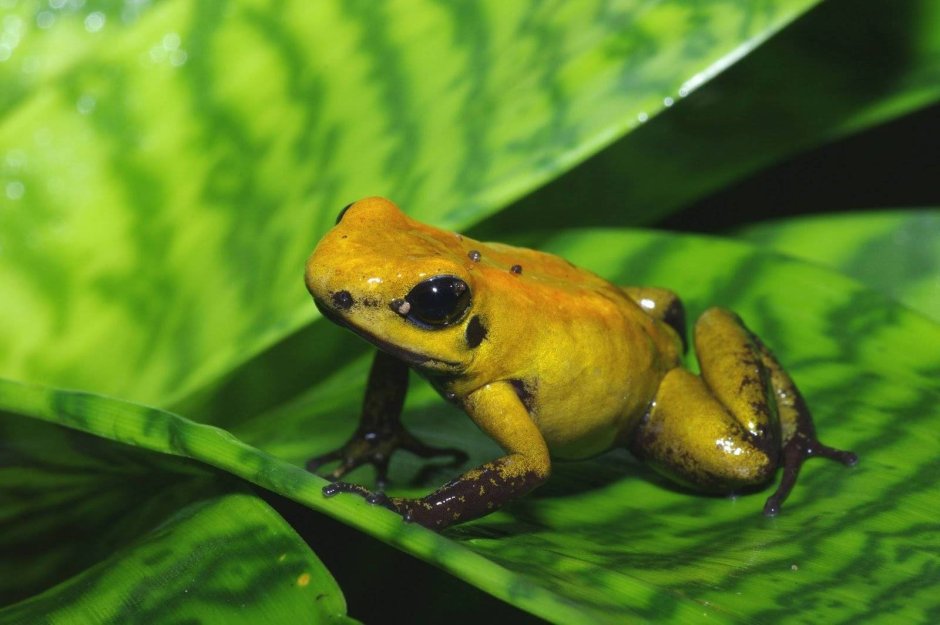 Ужасный листолаз (phyllobates terribilis)