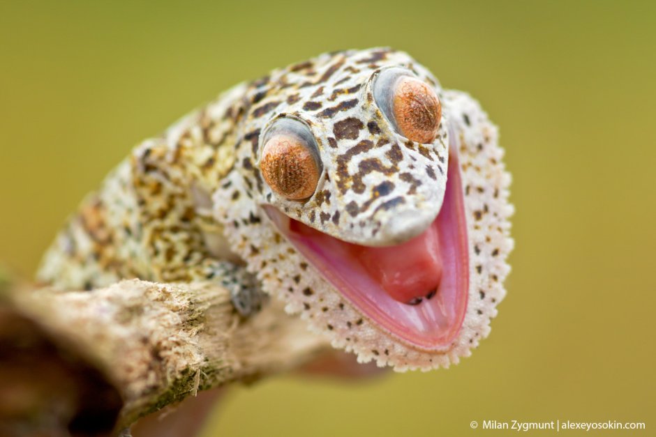 Uroplatus henkeli