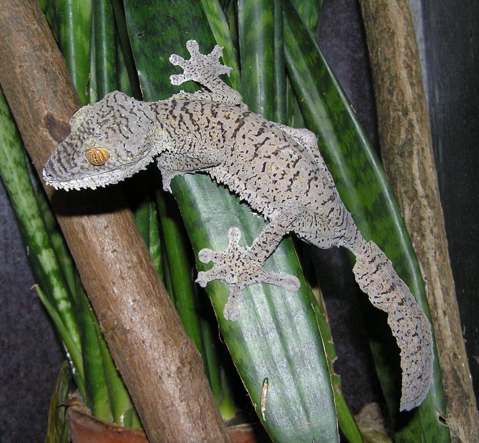 Uroplatus fimbriatus