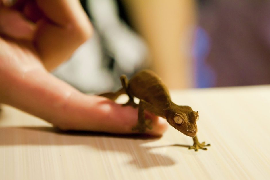 Uroplatus giganteus