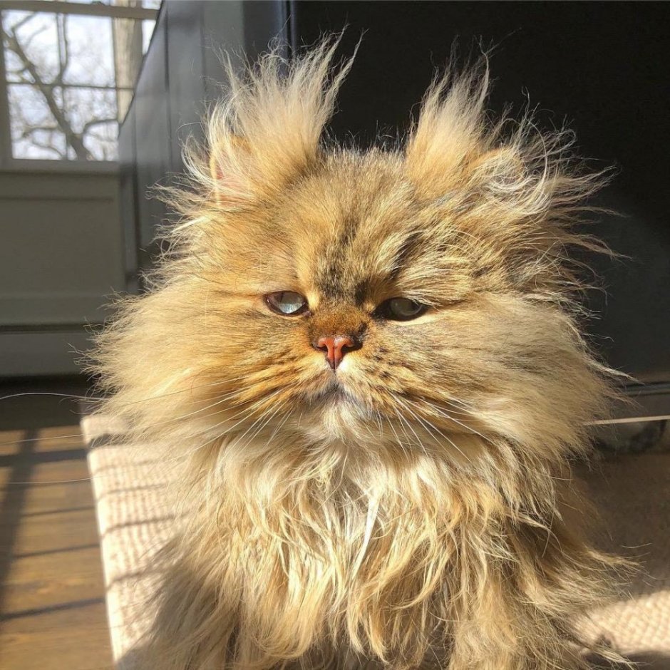 Лохматый кот