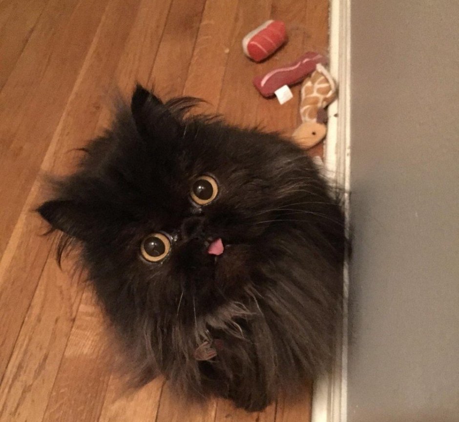 Взъерошенная кошка