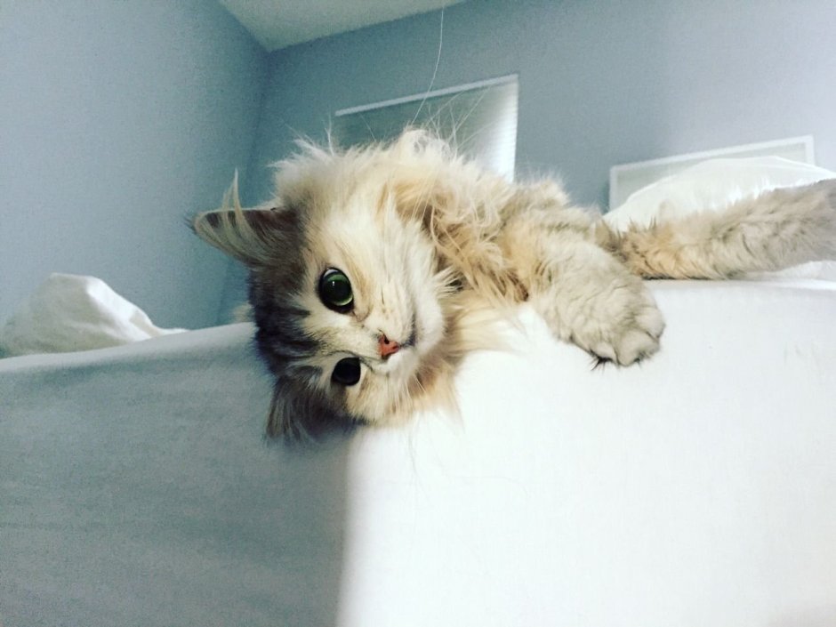 Котики Эстетика