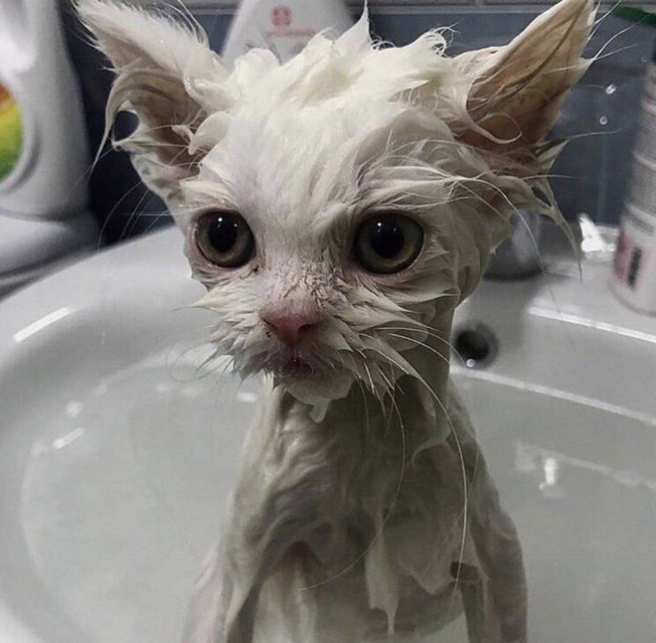 Мокрая кошка