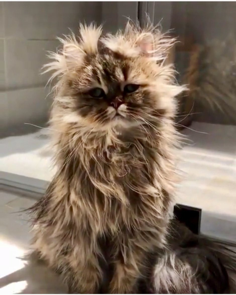Взъерошенный котенок