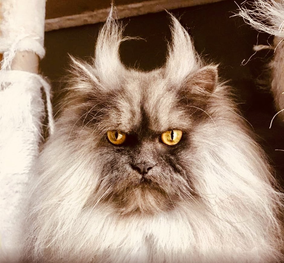 Гималайский кот Джуно
