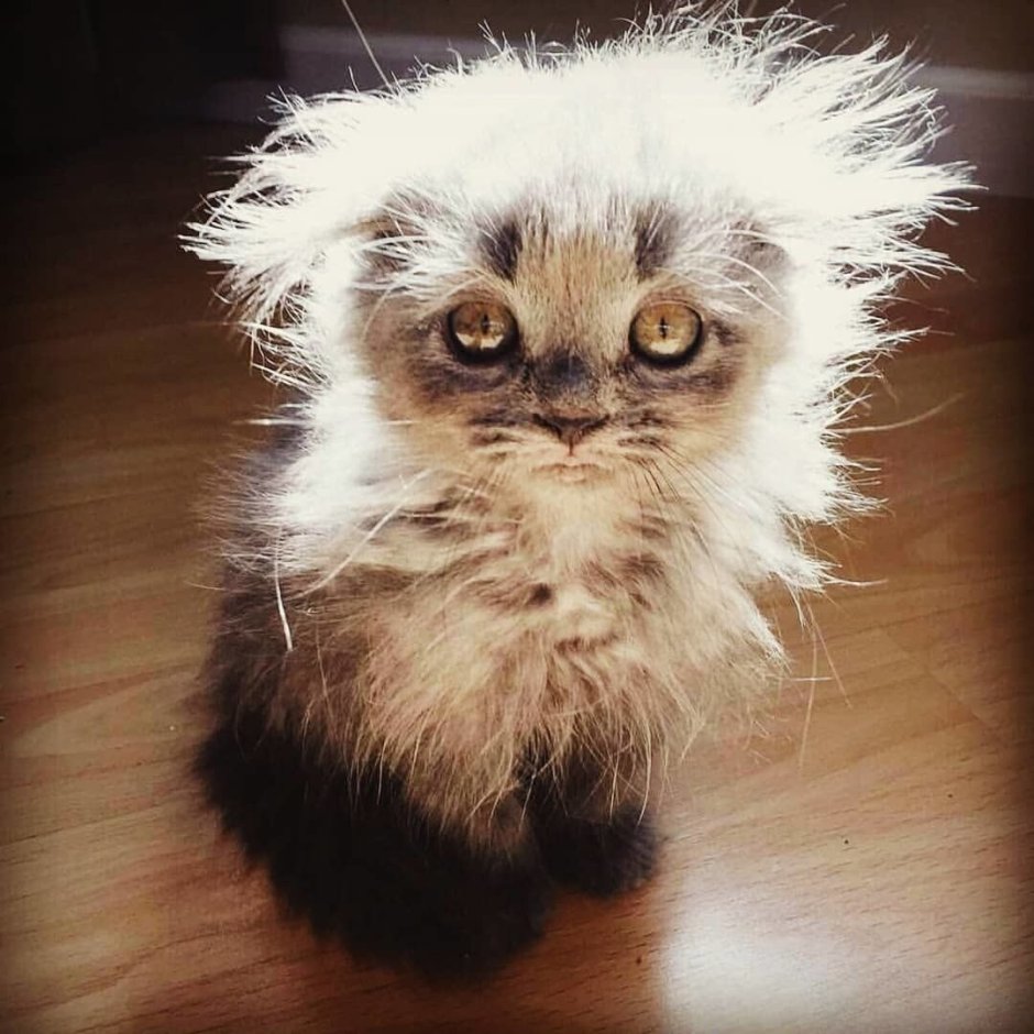 Василий Котенко