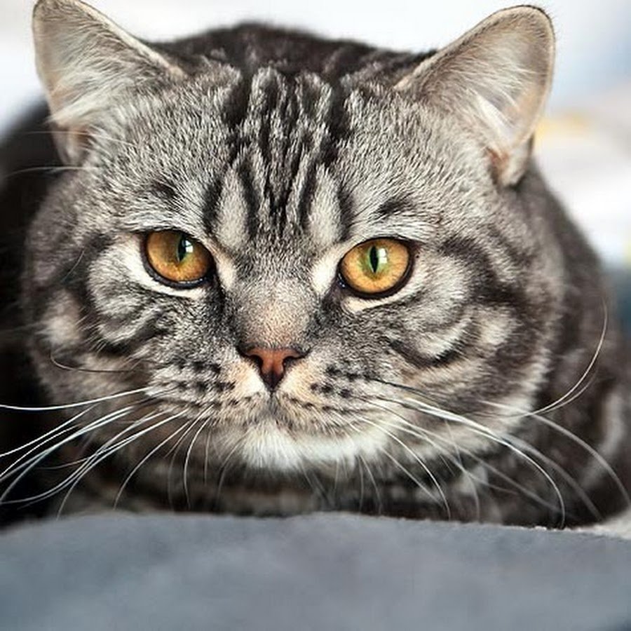 Британский короткошерстный кот полосатый