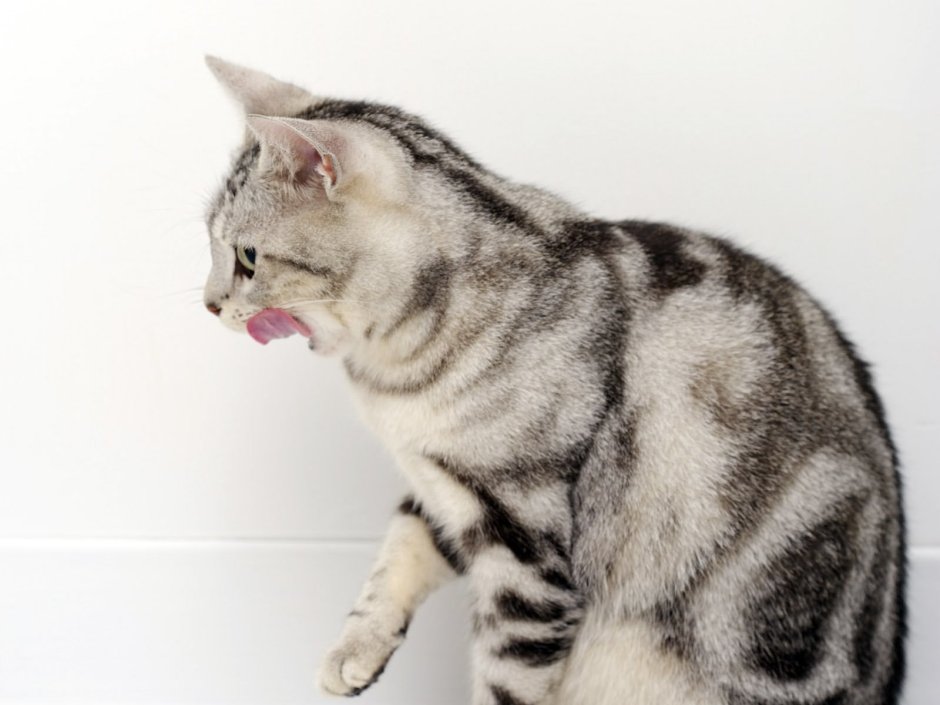 Серо белый полосатый кот