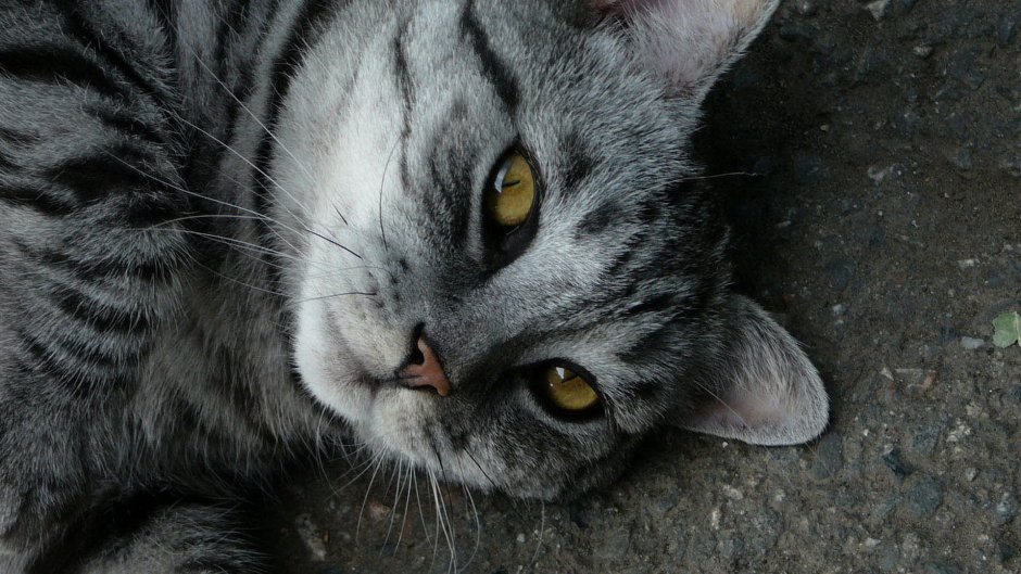 Скоттиш страйт полосатый серый