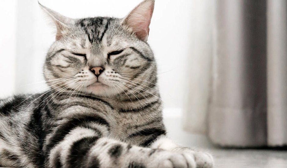 Американский короткошерстный кот