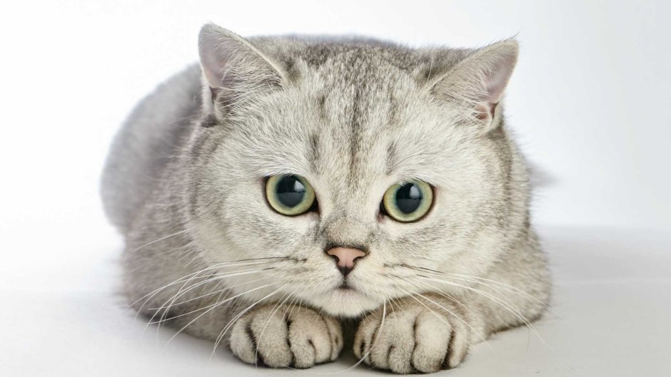 Британская короткошерстная с зелеными глазами