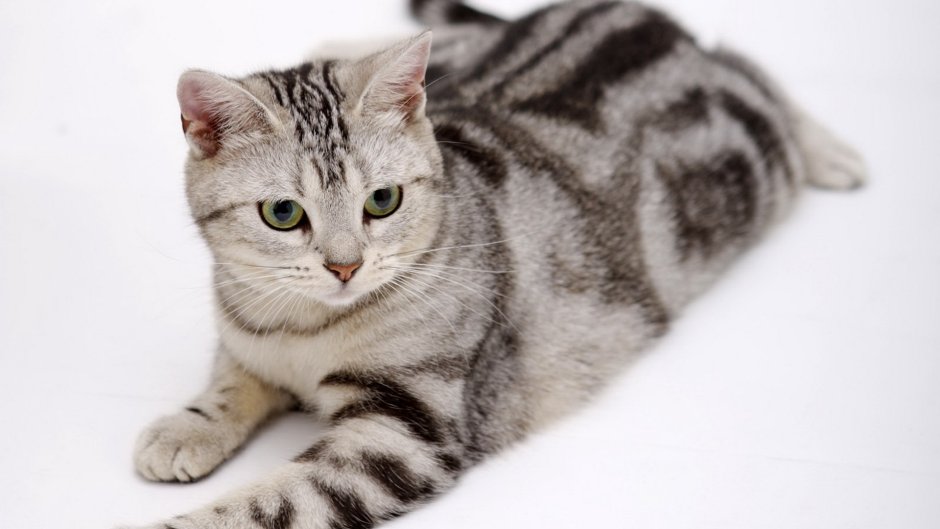 Британская короткошёрстная кошка серая полосатая