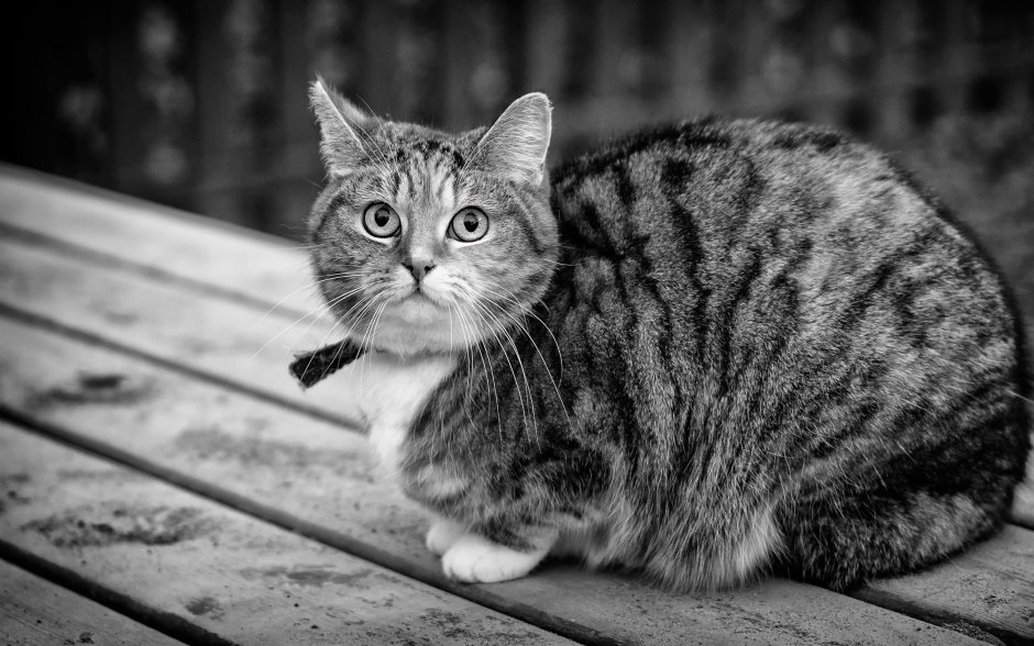 Темно серый полосатый кот