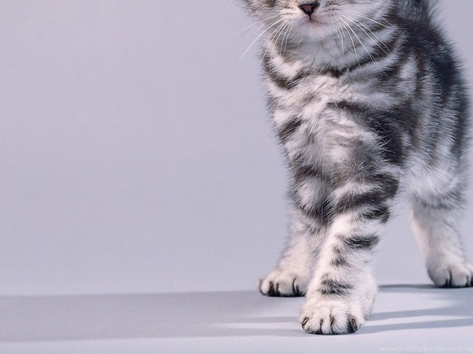 Британские котята серые полосатые