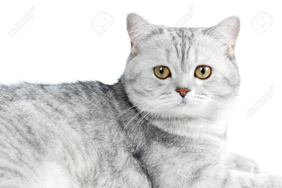 Британская шиншилла кошка полосатая