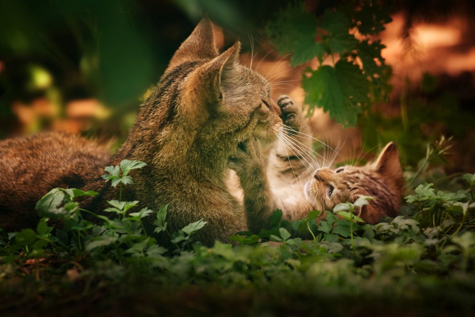 Кошка с котятами в лесу